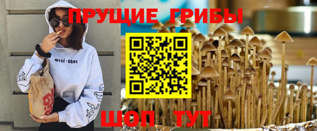 наркотики  Псилоцибиновые грибы Psilocybe  Вход с VPN  Черкесск 